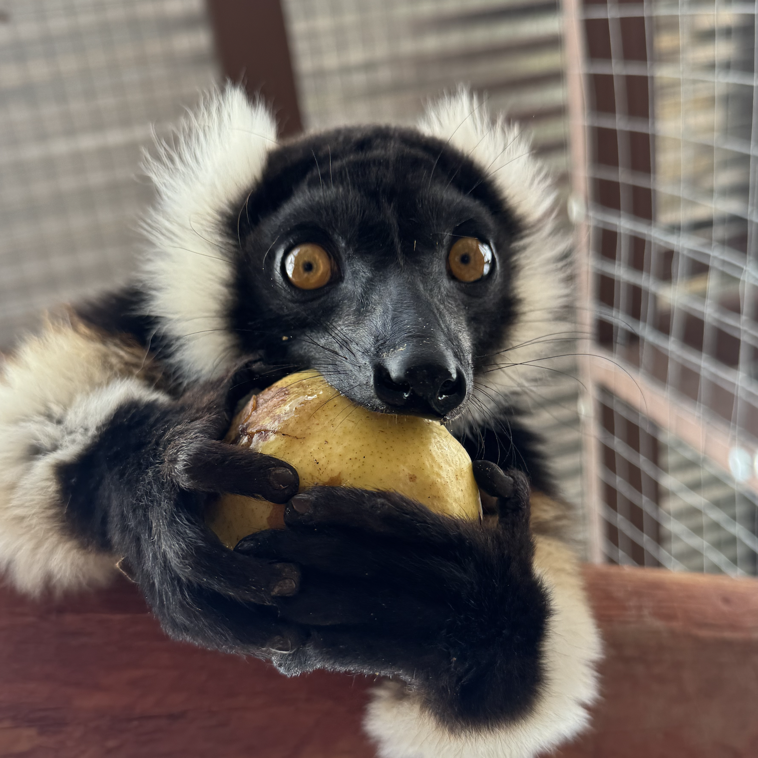 ruffed lemur el paso texas